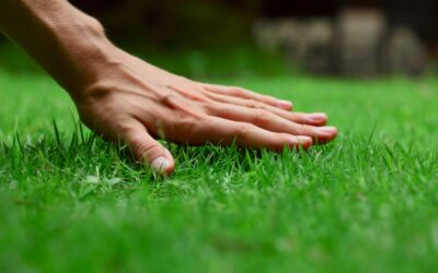 How To Care For Your Lawn: Our Season By Season Guide